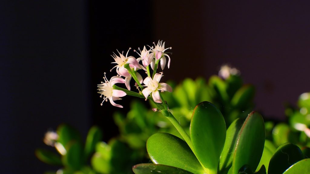 Best Soil For Money Tree