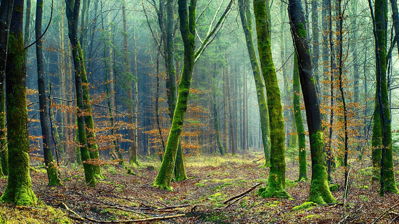 Rodeo Herbicide For Forest