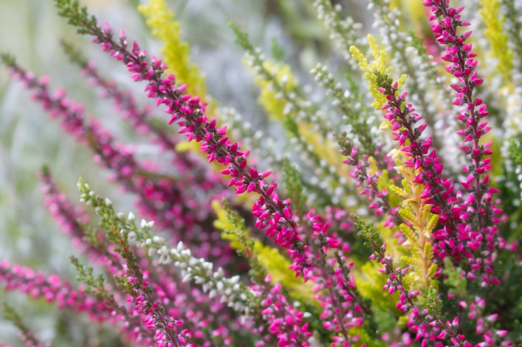Best Soil For Planting Heathers