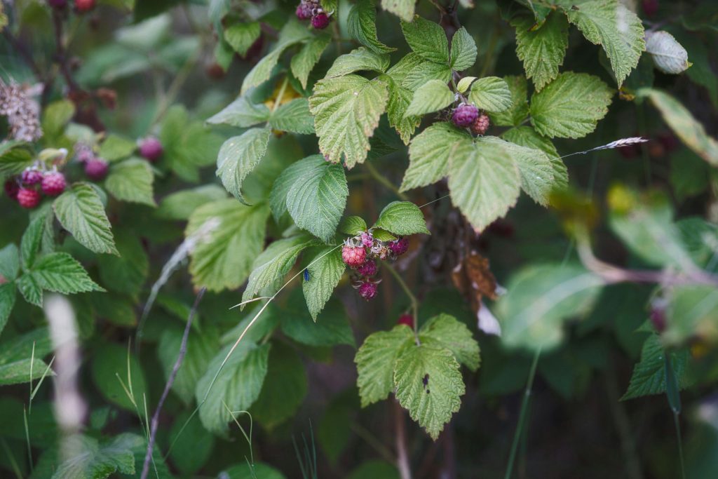 Best Soil For Raspberries