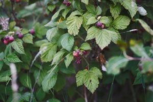 Best Soil For Raspberries