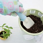 Best Soil For Seed Starting
