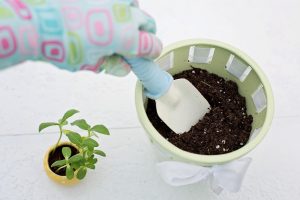 Best Soil For Seed Starting
