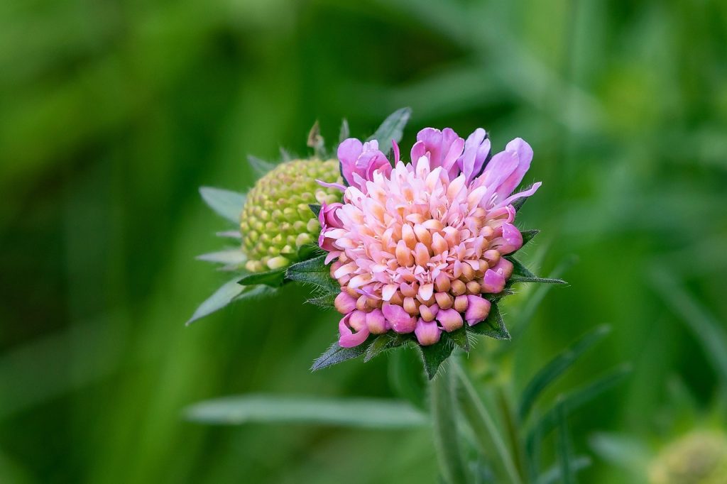 Best Soil For Scabious