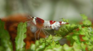 What Shrimp Is Best In A Community Tank?