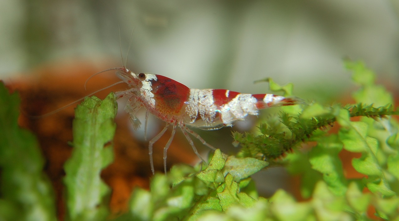 What Shrimp Is Best In A Community Tank?