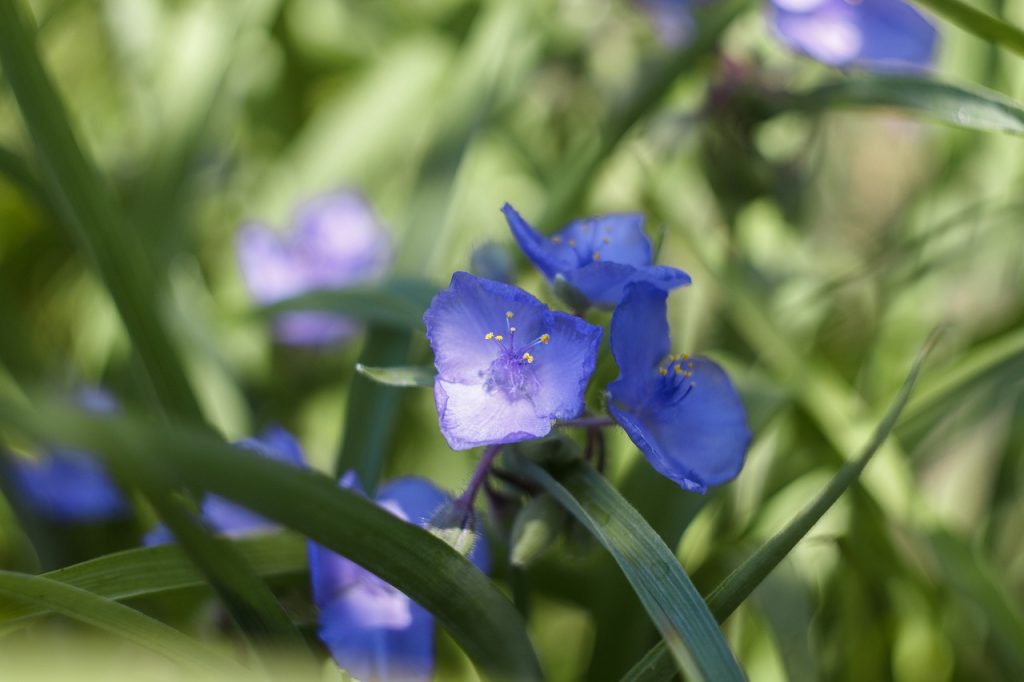 Best Soil For Tradescantia
