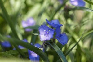 Best Soil For Tradescantia