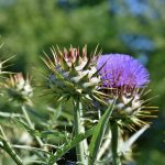 How To Grow Artichokes In Southern California