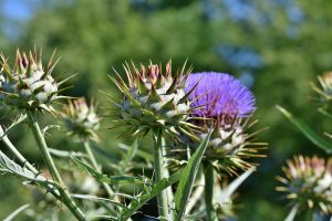 How To Grow Artichokes In Southern California