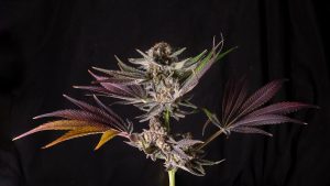 What Type Of Weed Is Purple?