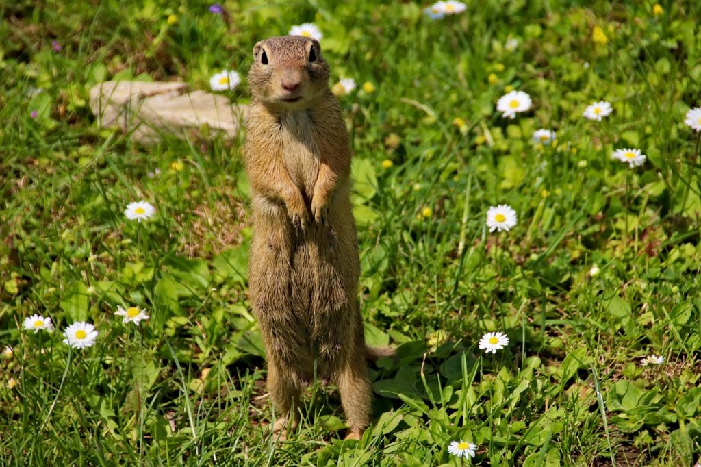 10 Best Ultrasonic Gopher Repellent - FarmTilling