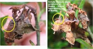 How To Identify Botrytis Symptoms?