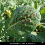 Effective Cultural Practices For Alternaria?