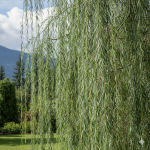 What Is The Lifespan Of A Kashmir Cypress?