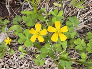 How Do You Get Rid Of Creeping Wood Sorrel