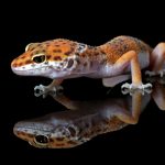 Plants That Kill Leopard Geckos