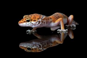 Plants That Kill Leopard Geckos