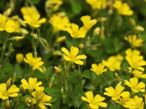 What Kills Slender Yellow Woodsorrel 