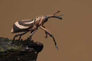 How To Get Rid Of Weevils Overnight?