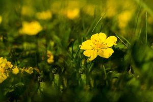 Should I Get Rid Of Creeping Buttercups?