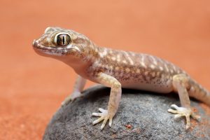 Plants Toxic To Crested Geckos