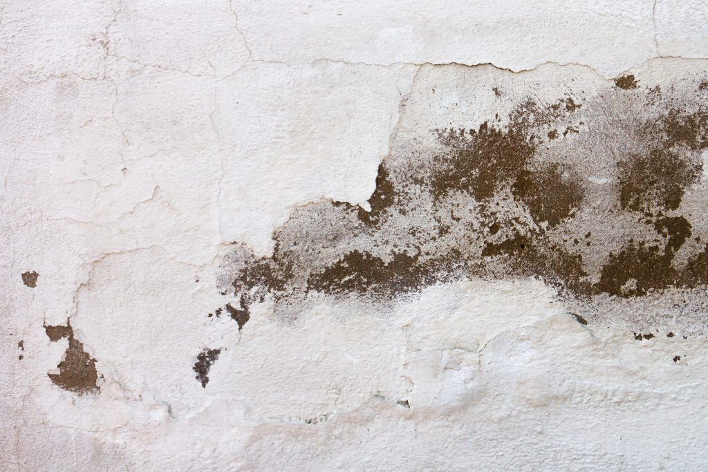 What Are The Health Effects Of Mold Exposure?