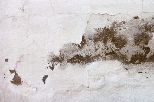 What Are The Health Effects Of Mold Exposure?