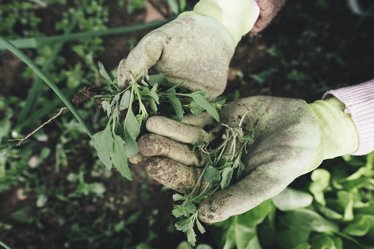 How To Remove Weeds Without Harming Plants?