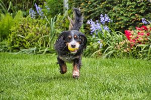 Is Sevin Granules Safe For Dogs?