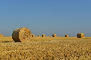 Why Should You Fertilize Your Hay Field?