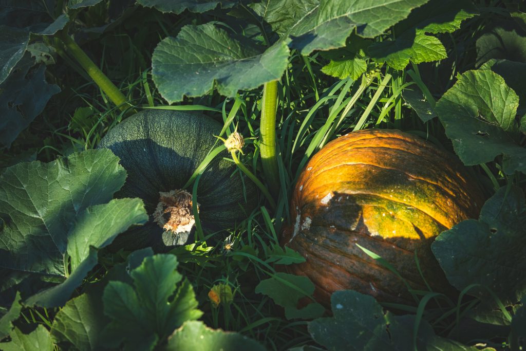 Best 8 24 24 Fertilizer For Pumpkins