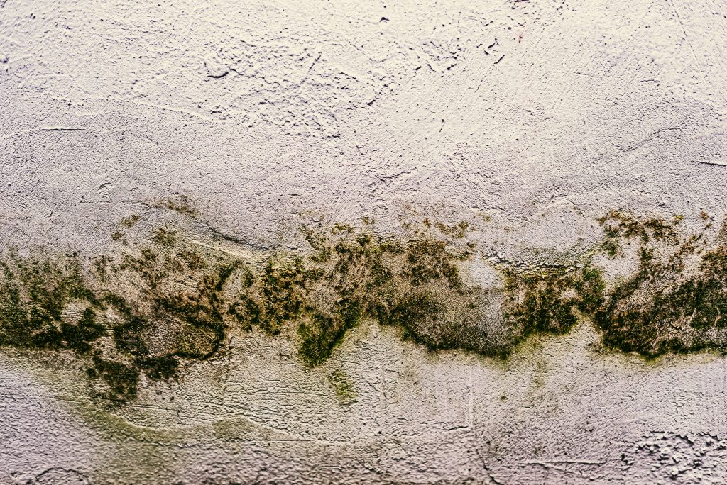 How Do I Prevent Mold From Growing On My Walls?