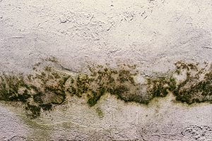 How Do I Prevent Mold From Growing On My Walls?