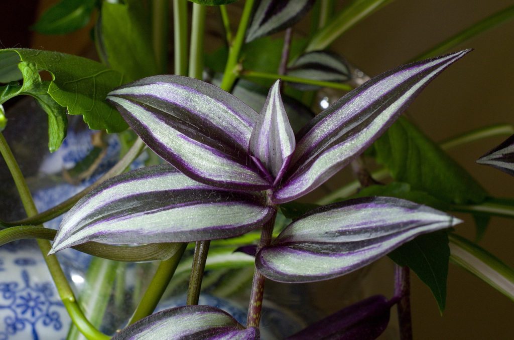 Tradescantia Watering Techniques