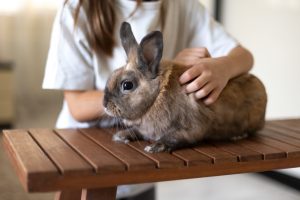 Rabbit Nest Box Instructions
