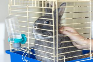 Best Tractor Paints For Rust Prevention 