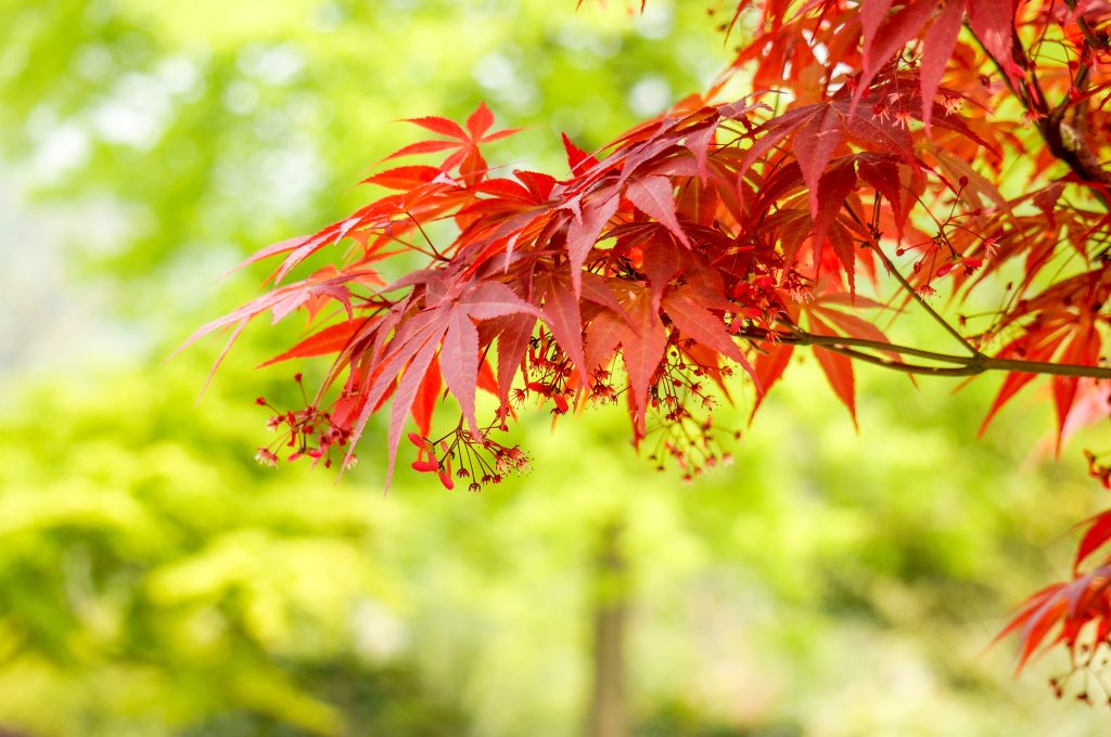 Best Compost For Acers In Pots