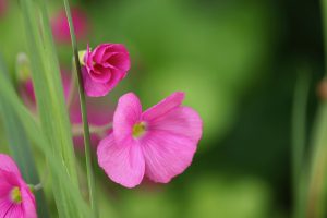 How Do You Get Rid Of Pink Wood Sorrel?