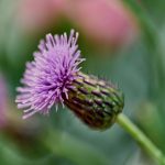 How Do You Get Rid Of Creeping Thistle?
