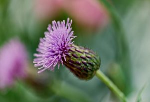 How Do You Get Rid Of Creeping Thistle?