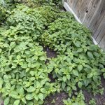 Best Herbicide For Three Seeded Mercury