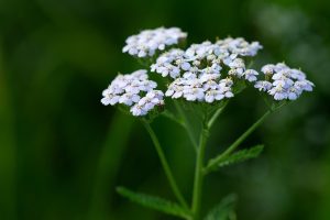 Achillea Millefolium Care Instructions