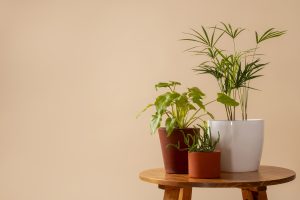 Best Indoor Plants For Airy Indoor Nursery