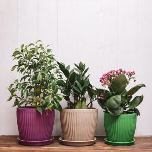 Best Indoor Plants For Airy Indoor Studio