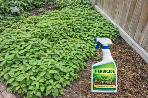 Best Herbicide For Three Seeded Mercury
