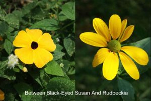What Is The Difference Between Black-Eyed Susan And Rudbeckia?