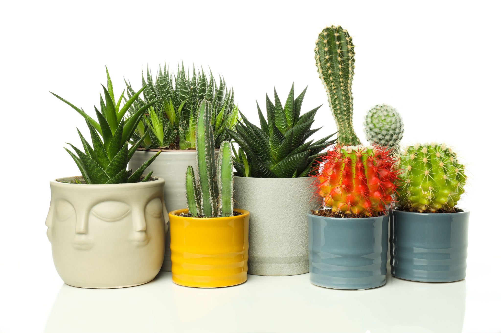 What Is A Good Starter Plant