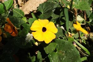 How Do Black-Eyed Susan Invasions Affect The Environment