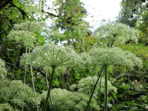 How To Get Rid Of Angelica Atropurpurea
